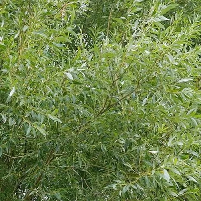 Ива ВИТЕЛЛИНА белая  в Санкт-Петербурге