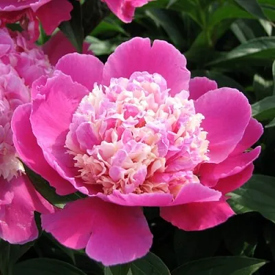 Пион КОРА СТАББС травянистый  Пион КОРА СТАББС травянистый в Санкт-Петербурге