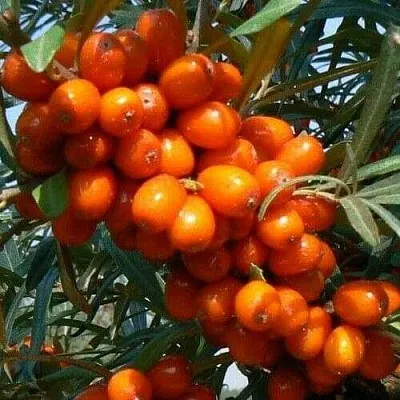 Облепиха ПЛАМЕННАЯ  Облепиха ПЛАМЕННАЯ в Санкт-Петербурге