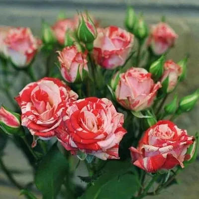 Миниатюрная в Санкт-Петербурге