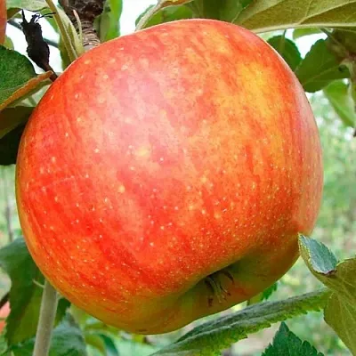 Яблоня ЦЕЛЕСТЕ в Санкт-Петербурге