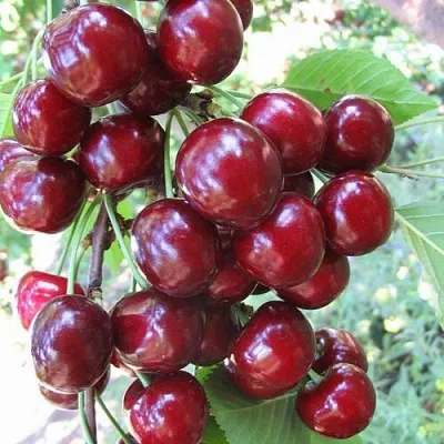 Черешня ОДРИНКА в Санкт-Петербурге