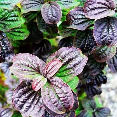 дерен КОМПРЕССА кроваво-красный в Санкт-Петербурге