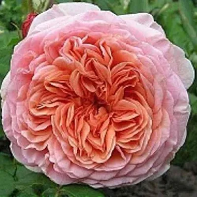 Саженцы роз АБРАХАМ ДЕРБИ английская  Саженцы роз АБРАХАМ ДЕРБИ английская в Санкт-Петербурге