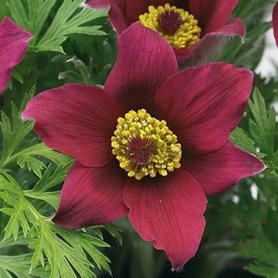 Прострел ПИНВИЛ РЕД ШЕЙДЕС  Прострел ПИНВИЛ РЕД ШЕЙДЕС в Санкт-Петербурге