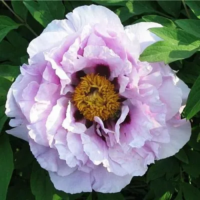 Пион СИНИЙ САПФИР древовидный  Пион СИНИЙ САПФИР древовидный в Санкт-Петербурге