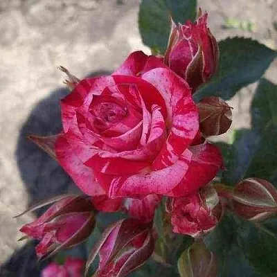 Саженцы роз ФАЙЕР ВОРКС миниатюрная  Саженцы роз ФАЙЕР ВОРКС миниатюрная в Санкт-Петербурге