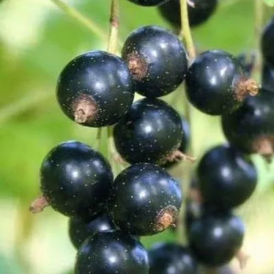 Смородина черная СТРЕЛЕЦ в Санкт-Петербурге