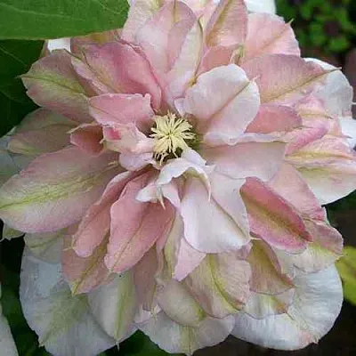 Клематис ИННОСЕНТ БЛАШ  Клематис ИННОСЕНТ БЛАШ в Санкт-Петербурге