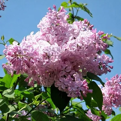 Сирень БУФФОН  Сирень БУФФОН в Санкт-Петербурге