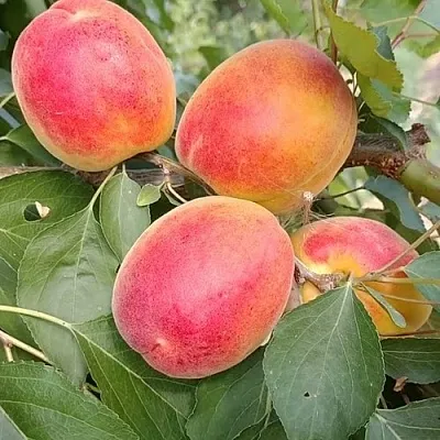 Абрикос ОСОБЕННЫЙ ДЕНИСЮКА в Санкт-Петербурге