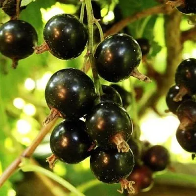 Смородина чёрная НАРА в Санкт-Петербурге