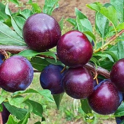 Шарафуга ВЕЛЬВЕТ САНРАЙЗ  Шарафуга ВЕЛЬВЕТ САНРАЙЗ в Санкт-Петербурге