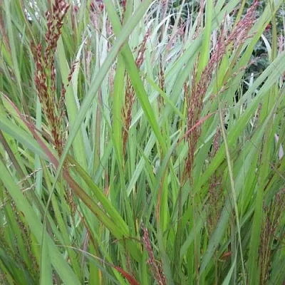 Просо ВЭРРИОР прутьевидное  Просо ВЭРРИОР прутьевидное в Санкт-Петербурге