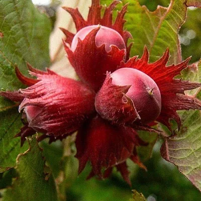 Фундук в Санкт-Петербурге