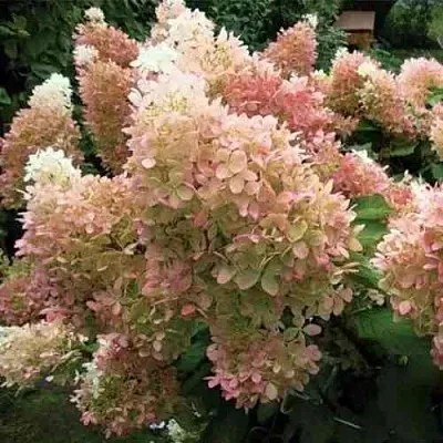 Гортензия ФАНТОМ метельчатая  Гортензия ФАНТОМ метельчатая в Санкт-Петербурге