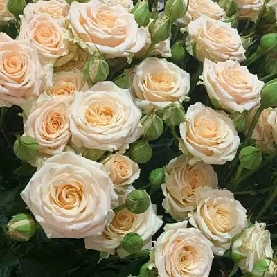 Саженцы роз ТАНЯ спрей  Саженцы роз ТАНЯ спрей в Санкт-Петербурге