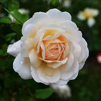 Саженцы роз КРОКУС РОУЗ английская  Саженцы роз КРОКУС РОУЗ английская в Санкт-Петербурге