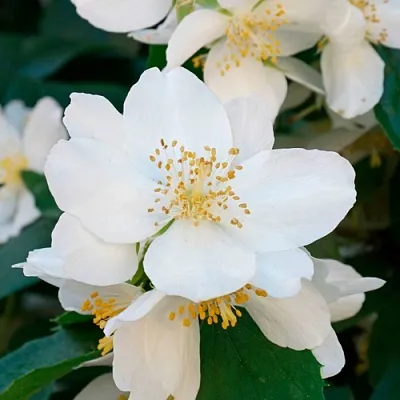 Жасмин ЮСТИНКА  Жасмин ЮСТИНКА в Санкт-Петербурге