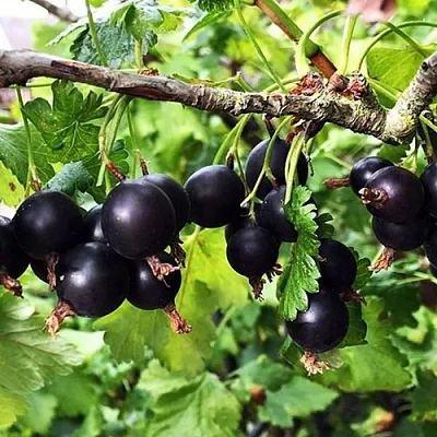 Йошта КРЫМСКАЯ  Йошта КРЫМСКАЯ в Санкт-Петербурге