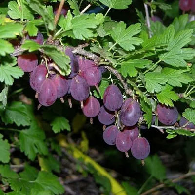 Крыжовник ГРУШЕНЬКА  Крыжовник ГРУШЕНЬКА в Санкт-Петербурге