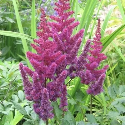 Астильба КАРАОКЕ ПАРТИ китайская  Астильба КАРАОКЕ ПАРТИ китайская в Санкт-Петербурге