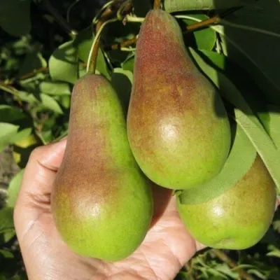 Груша ТАЛГАРСКАЯ КРАСАВИЦА — описание сорта Груша ТАЛГАРСКАЯ КРАСАВИЦА в Санкт-Петербурге