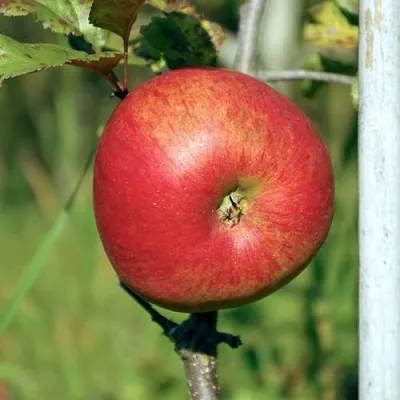 Яблоня ДЫЯМЕНТ в Санкт-Петербурге