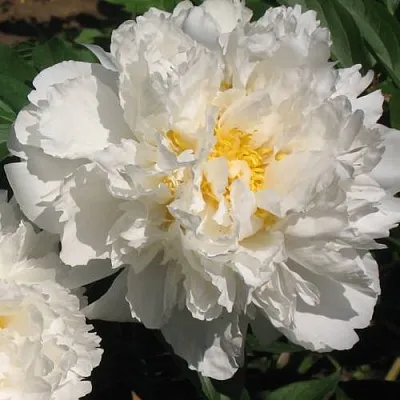 Пион БОУЛ ОФ КРИМ травянистый  Пион БОУЛ ОФ КРИМ травянистый в Санкт-Петербурге