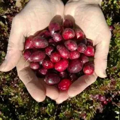 Клюква ХАБЕЛЬМАН  Клюква ХАБЕЛЬМАН в Санкт-Петербурге