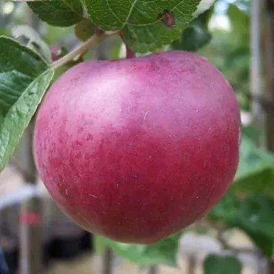 Яблоня НОРИС в Санкт-Петербурге