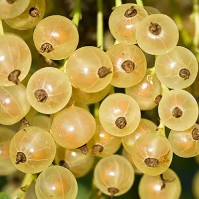 Смородина белая СМОЛЬЯНИНОВСКАЯ  Смородина белая СМОЛЬЯНИНОВСКАЯ в Санкт-Петербурге