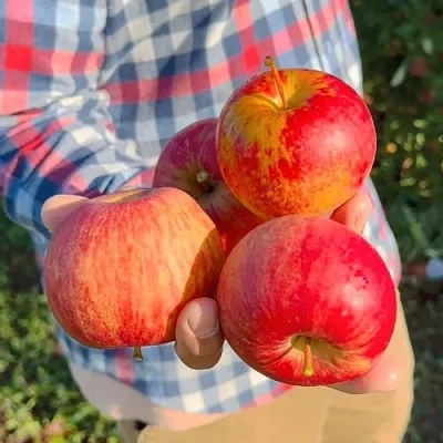 Яблоня КРАСАВИТА в Санкт-Петербурге