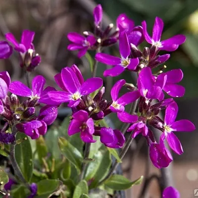 Арабис РОУЗ делайт  Арабис РОУЗ делайт в Санкт-Петербурге