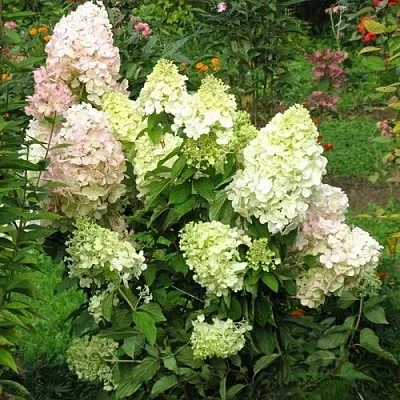 Гортензия БОМБШЕЛ метельчатая  Гортензия БОМБШЕЛ метельчатая в Санкт-Петербурге