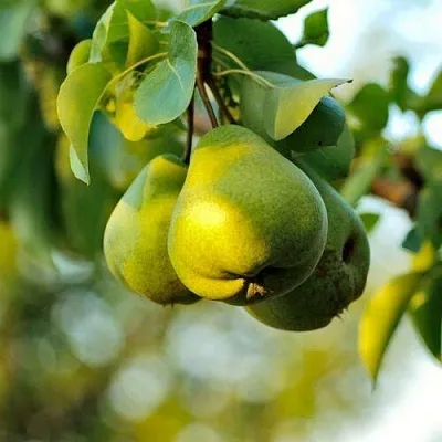 Груша СТОЛИЧНАЯ колонновидная  Груша СТОЛИЧНАЯ колонновидная в Санкт-Петербурге