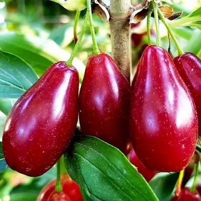 Кизил ВЛАДИМИРСКИЙ  Кизил ВЛАДИМИРСКИЙ в Санкт-Петербурге