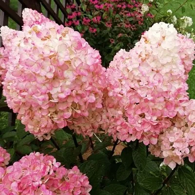 Гортензия МЭДЖИКАЛ КЭНДЛ метельчатая  Гортензия МЭДЖИКАЛ КЭНДЛ метельчатая в Санкт-Петербурге