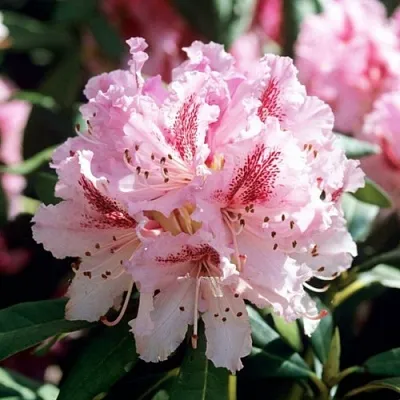 Рододендрон ЧИР  Рододендрон ЧИР в Санкт-Петербурге