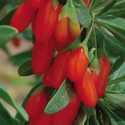 Годжи ВЯЧЕСЛАВ  Годжи ВЯЧЕСЛАВ в Санкт-Петербурге