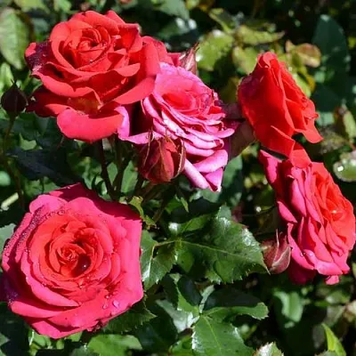 Саженцы роз МИРАБЕЛЬ спрей  Саженцы роз МИРАБЕЛЬ спрей в Санкт-Петербурге