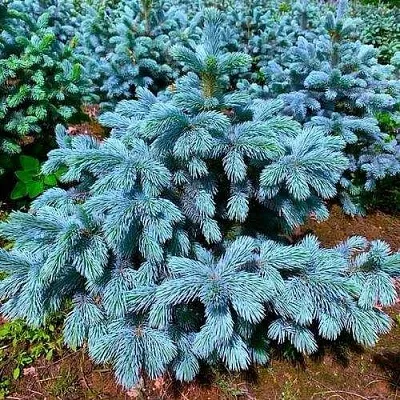 Ель СУПЕР БЛЮ СИДЛИНГ колючая  Ель СУПЕР БЛЮ СИДЛИНГ колючая в Санкт-Петербурге
