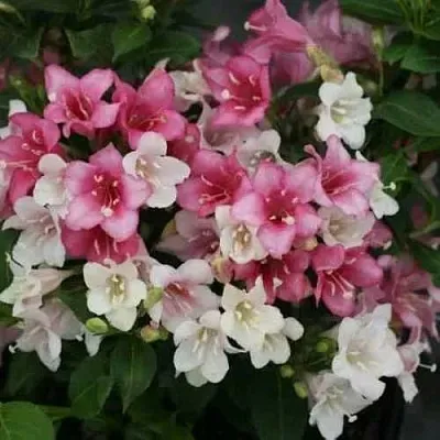 Вейгела КАРНАВАЛ  Вейгела КАРНАВАЛ в Санкт-Петербурге