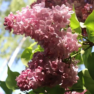 Сирень МЕДОВЫЙ СПАС  Сирень МЕДОВЫЙ СПАС в Санкт-Петербурге