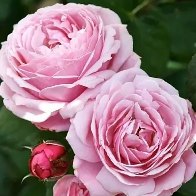 Саженцы роз ДИТЕР МЮЛЛЕР шраб  Саженцы роз ДИТЕР МЮЛЛЕР шраб в Санкт-Петербурге