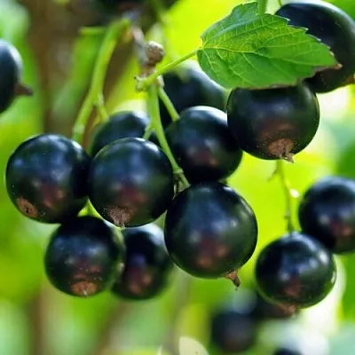 Смородина чёрная ВЕЛОЙ (ЛЕНИНГРАДСКАЯ СЛАДКАЯ) в Санкт-Петербурге