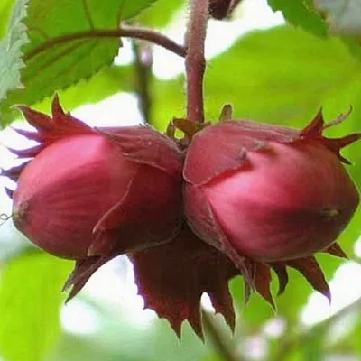 Фундук АЙВЕНГО в Санкт-Петербурге