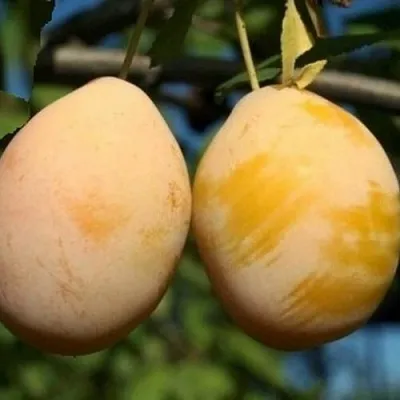 Слива ВАШИНГТОН  Слива ВАШИНГТОН в Санкт-Петербурге