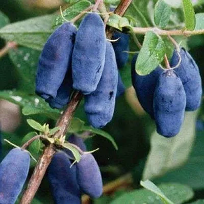 Жимолость съедобная ЛАЗУРНАЯ  Жимолость съедобная ЛАЗУРНАЯ в Санкт-Петербурге