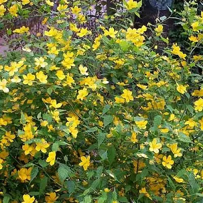 Керрия японская ГОЛДЕН ГИНЕЯ  Керрия японская ГОЛДЕН ГИНЕЯ в Санкт-Петербурге